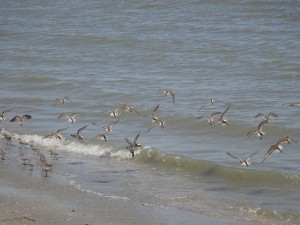 Birds at Hilton Head