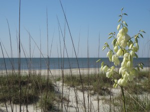 Blooms at the beach at Hilton Head