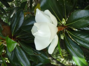 Magnolia Bloom at Hilton Head