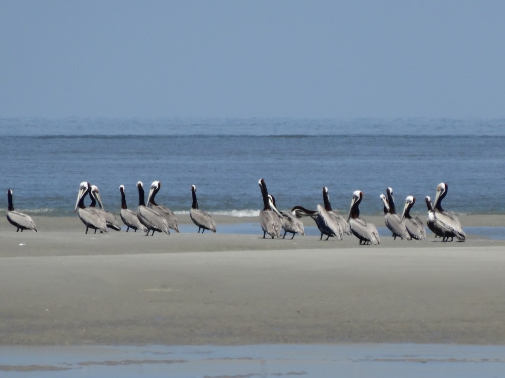 Pelicans in tidal pools at Hilton Head