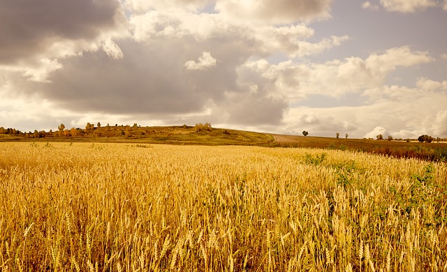 wheat photo