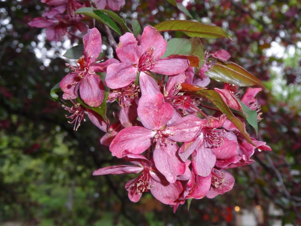 Apple Blossom