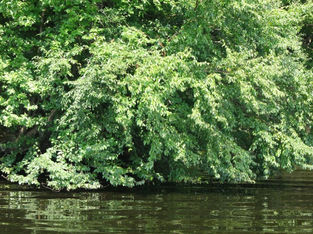 Green Trees