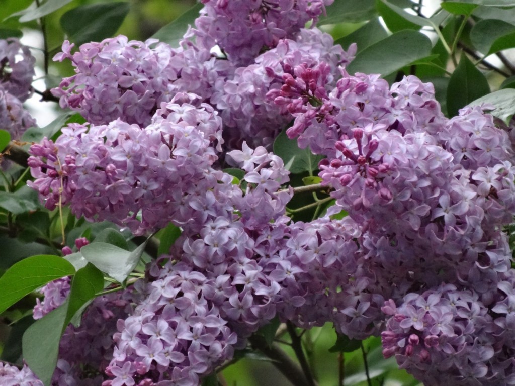 Lilacs