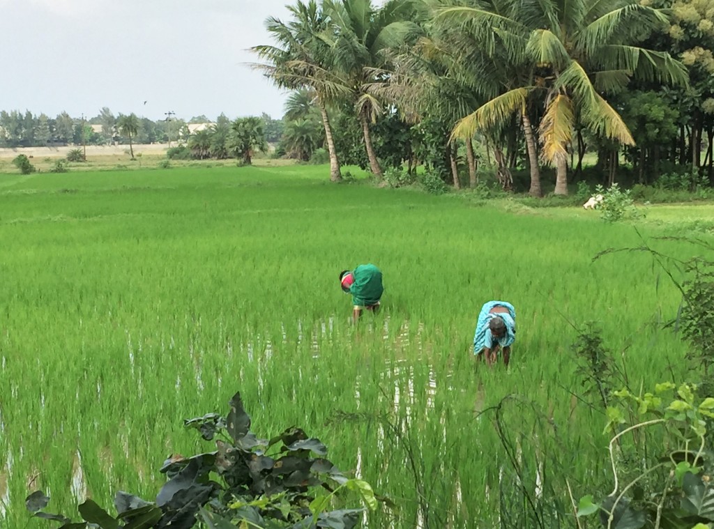 rice field (2)