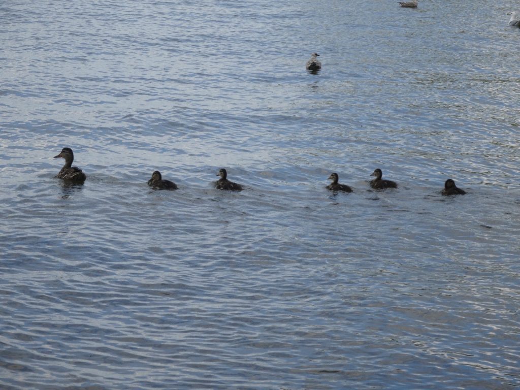 91616-ducks