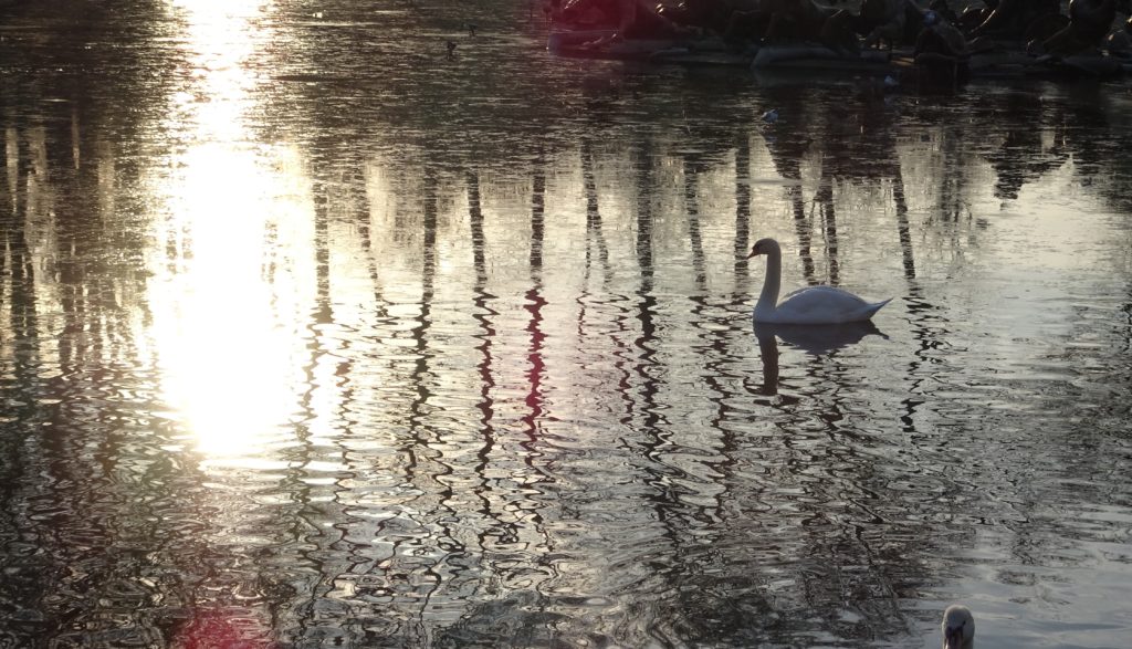 Swan swimming on a still lake