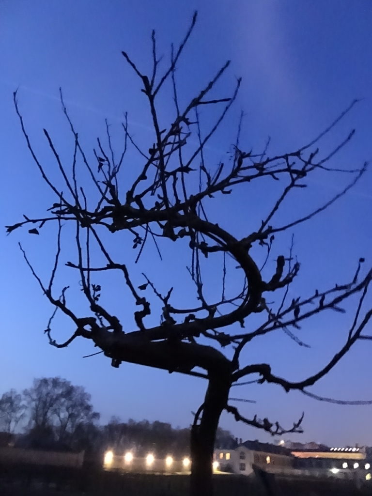 barren, winter tree against a deep blue sky