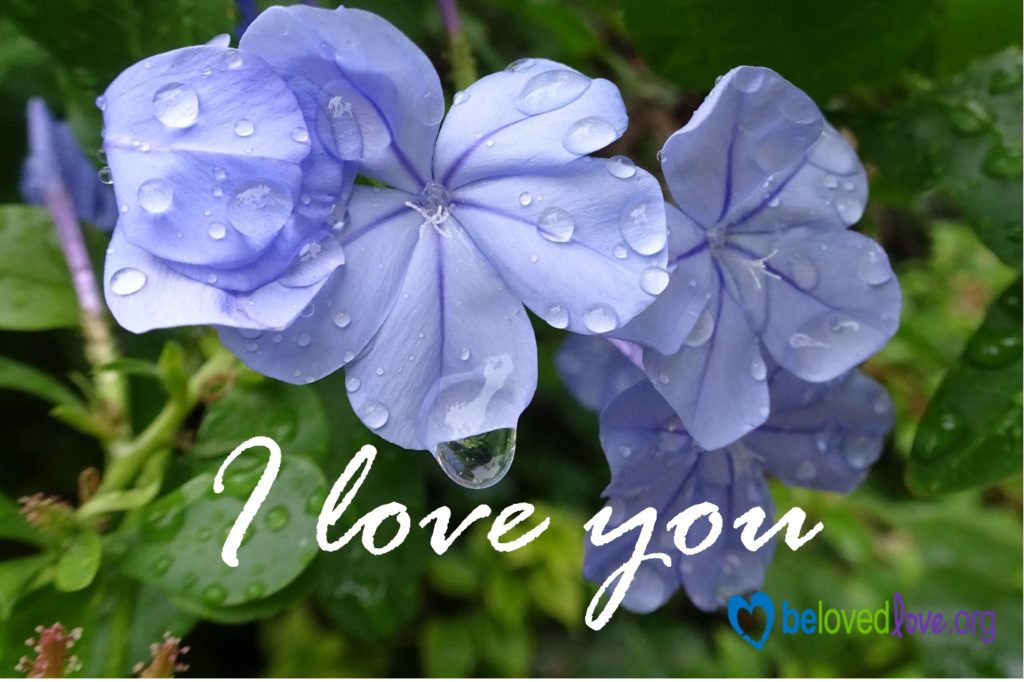 Blue pansies with the words "I love you"