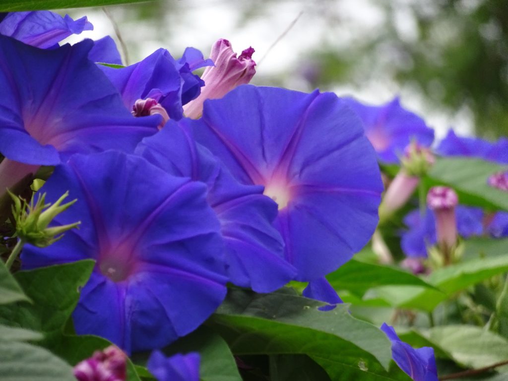 Purple pansies