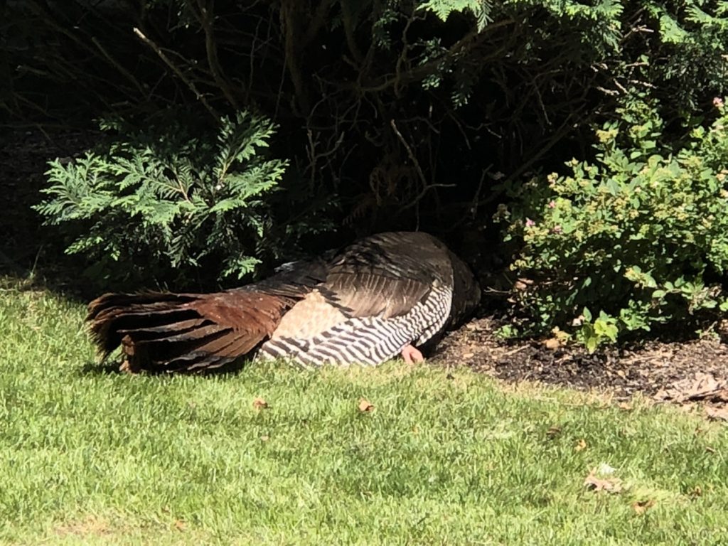 A dead wild turkey on a lawn.
