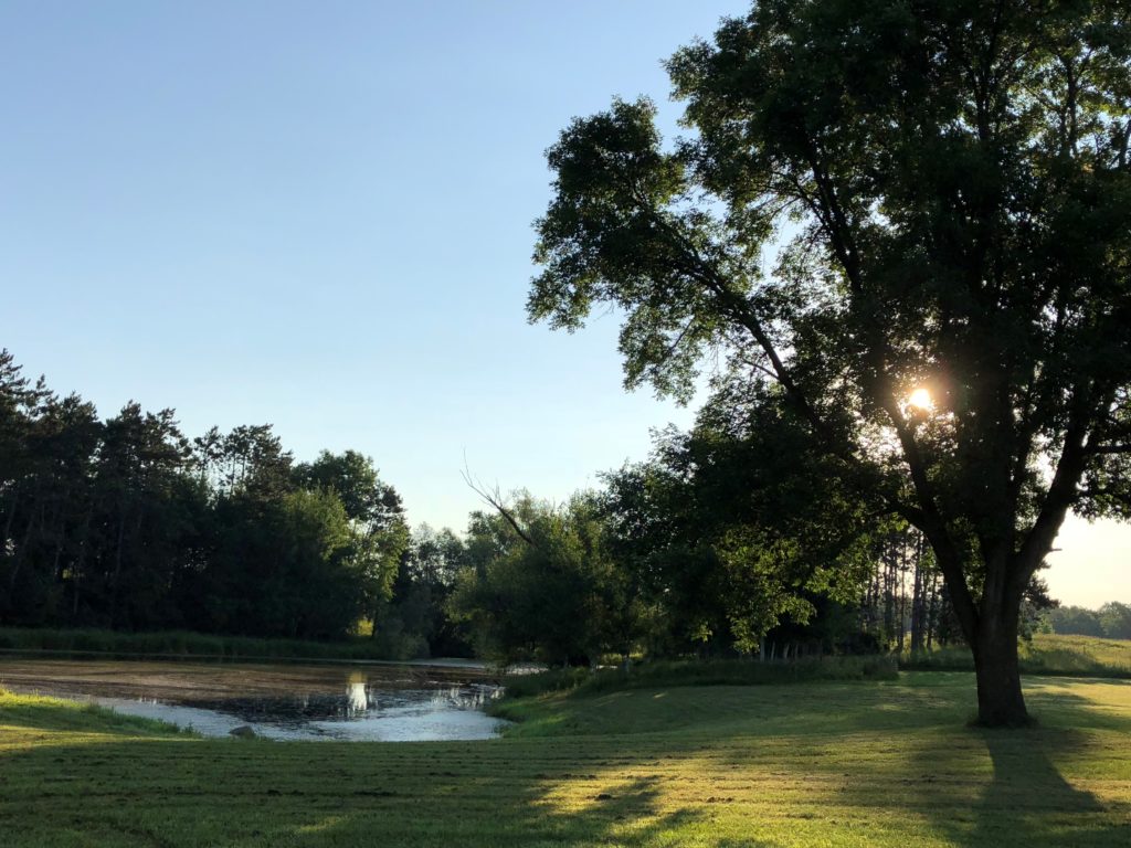 pond in a farm field