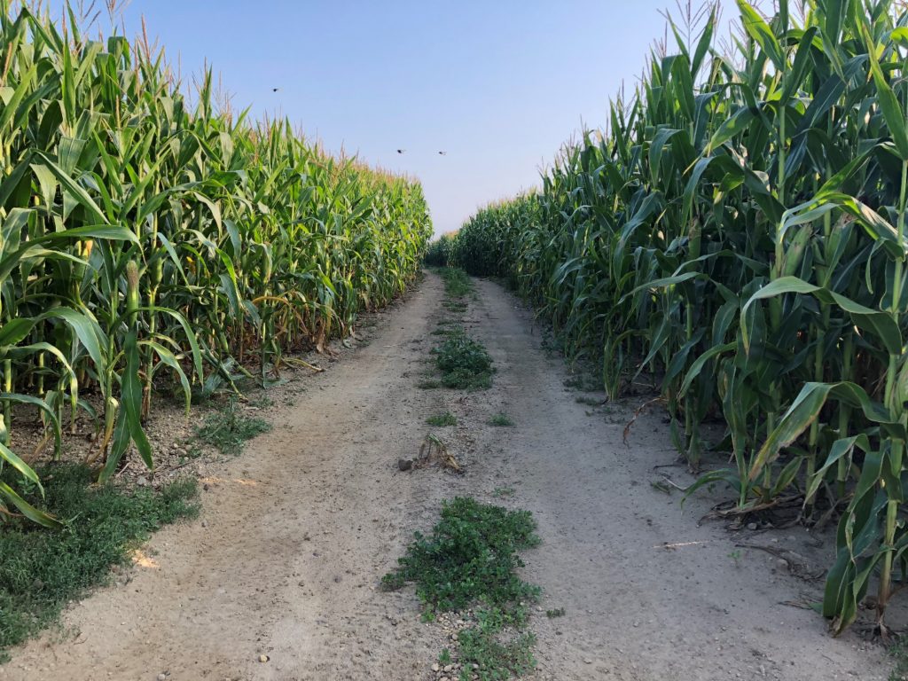 dirt road middle of corn field