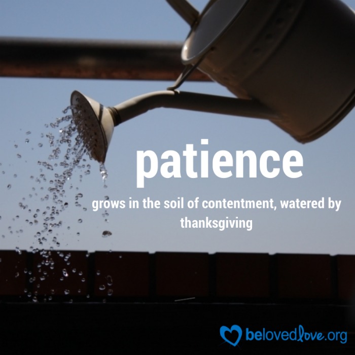 Patience grows in the soil of contentment, watered by thanksgiving. From belovedlove.org