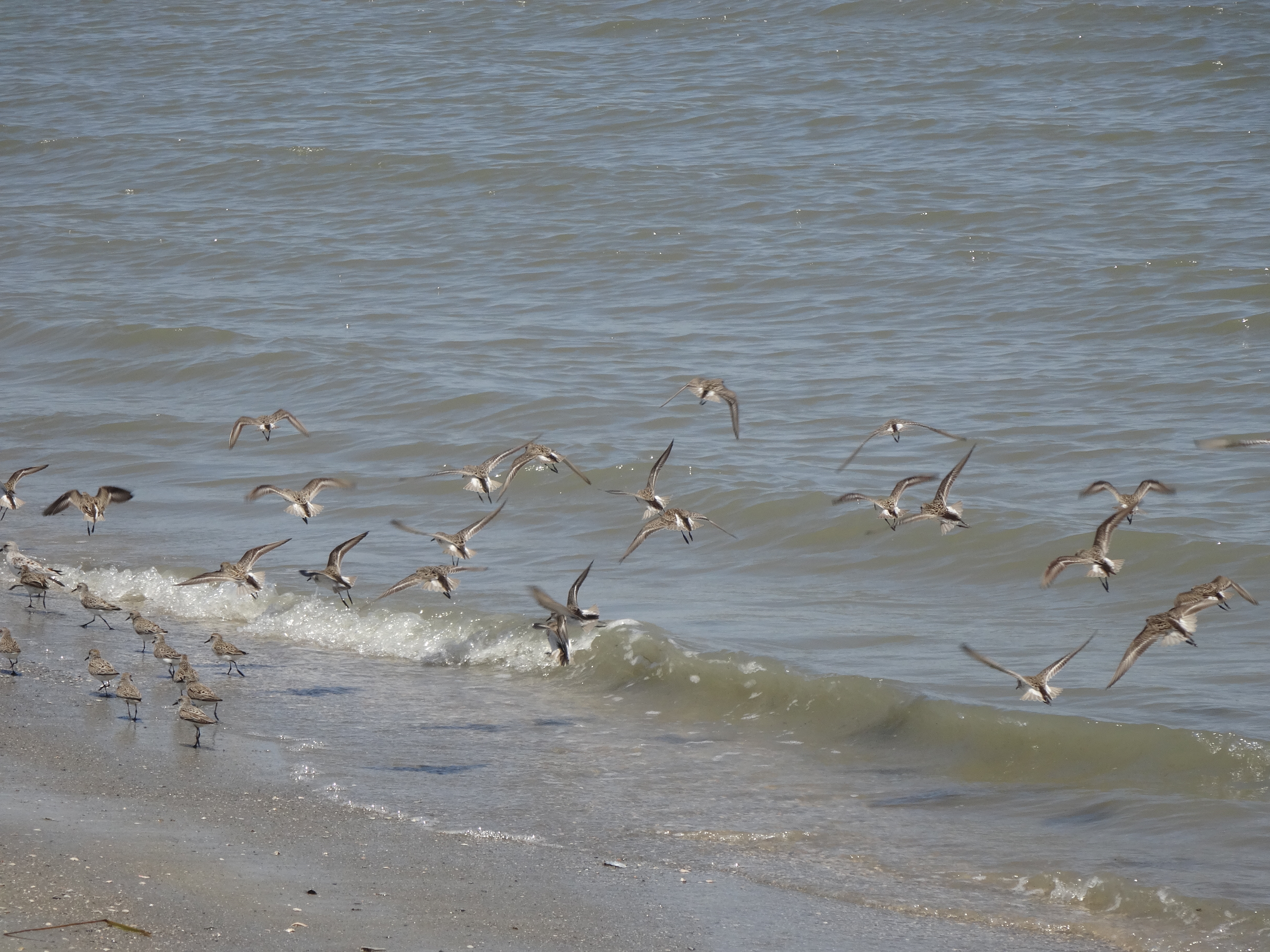 Birds at Hilton Head