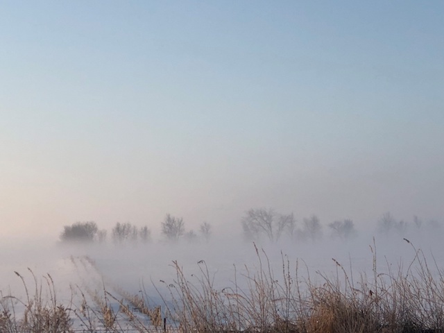 fog on a field