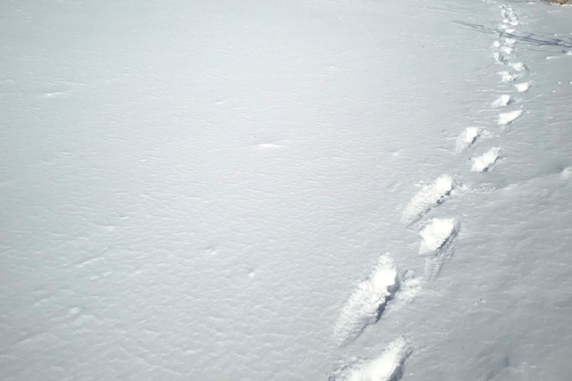 Footprints in the sand