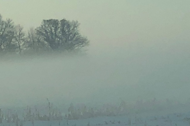 A tree top sticks out of heavy fog