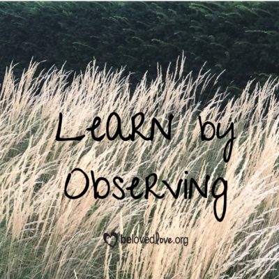 learn by observing