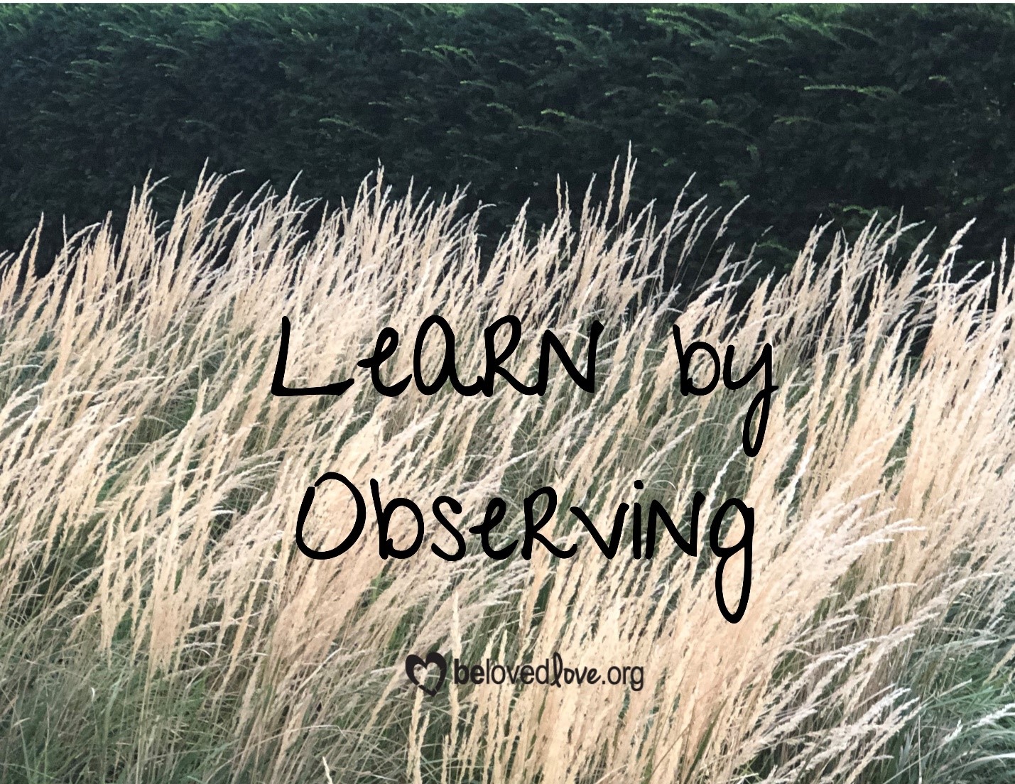 learn by observing