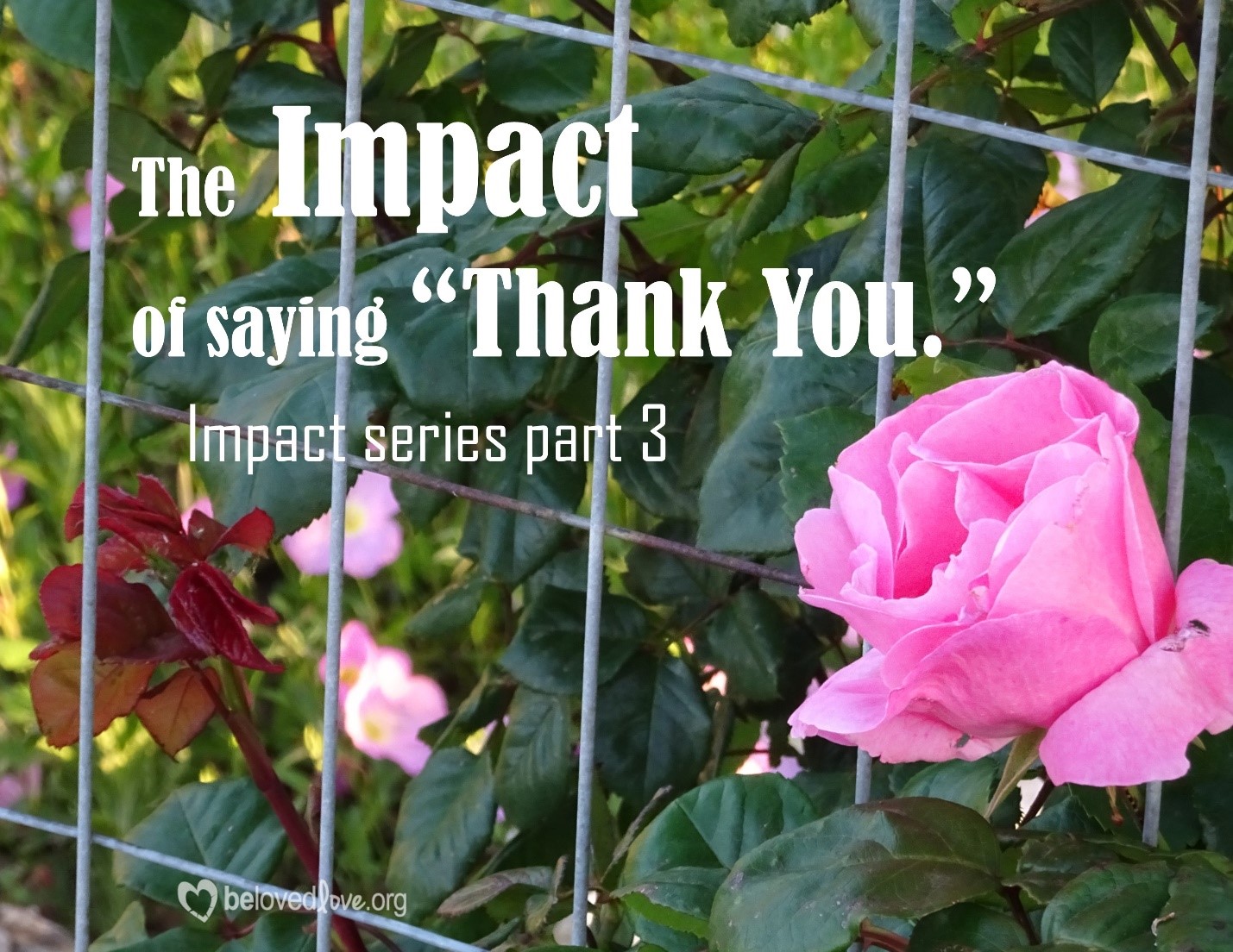 impact of saying thank you