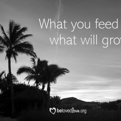 what you feed is what you grow
