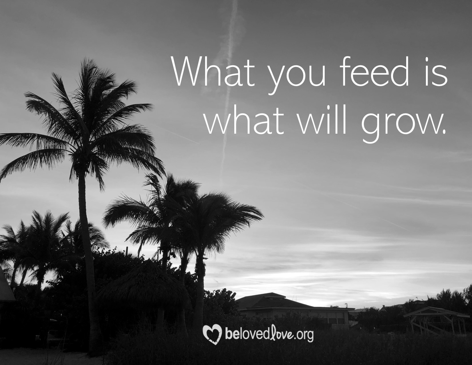 feed and grow
