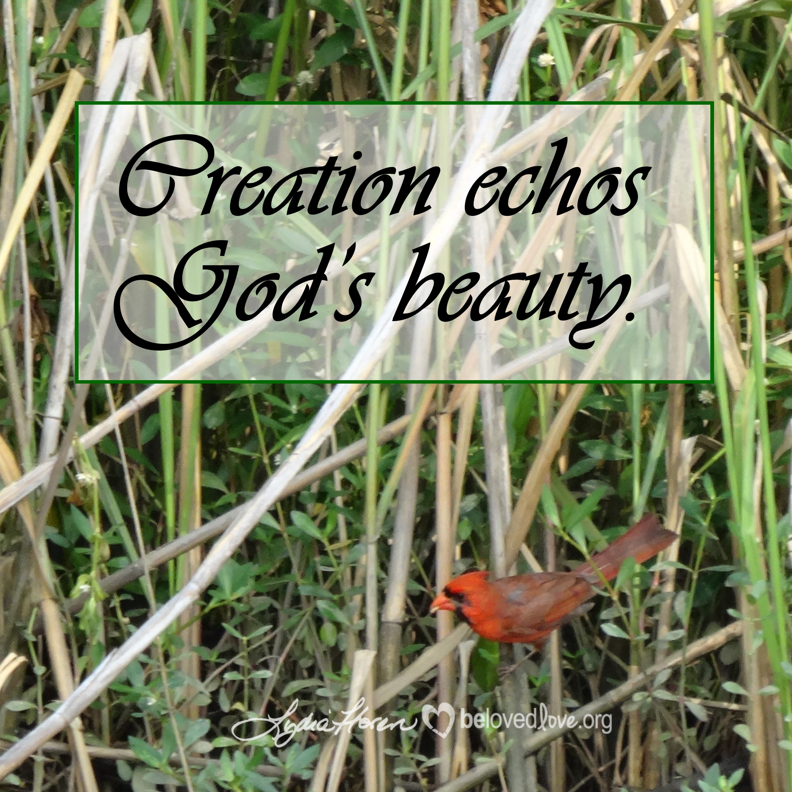 Creation Echos God's Beauty